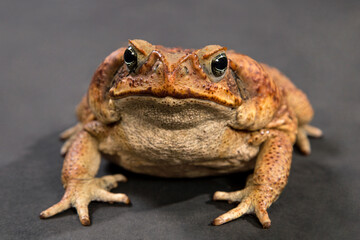 A large brown Cane toad sits on a black background.