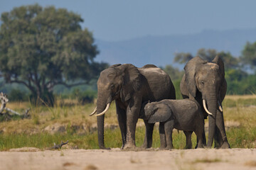 Fototapeta premium Multiple groups of African Elephant (Loxodonta africana) congregate at a sand river to drink from a pool dug below the surface in South Luangwa National Park, Zambia 