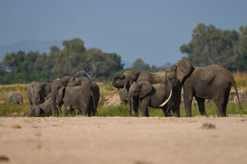 Fototapeta premium Multiple groups of African Elephant (Loxodonta africana) congregate at a sand river to drink from a pool dug below the surface in South Luangwa National Park, Zambia 