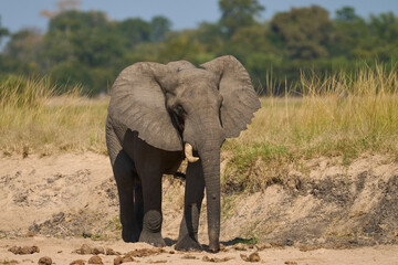 Obraz premium Multiple groups of African Elephant (Loxodonta africana) congregate at a sand river to drink from a pool dug below the surface in South Luangwa National Park, Zambia 