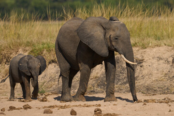 Fototapeta premium Multiple groups of African Elephant (Loxodonta africana) congregate at a sand river to drink from a pool dug below the surface in South Luangwa National Park, Zambia 