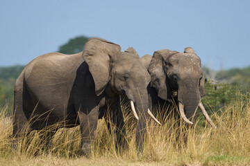 Obraz premium Multiple groups of African Elephant (Loxodonta africana) congregate at a sand river to drink from a pool dug below the surface in South Luangwa National Park, Zambia 
