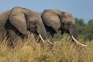 Fototapeta premium Multiple groups of African Elephant (Loxodonta africana) congregate at a sand river to drink from a pool dug below the surface in South Luangwa National Park, Zambia 