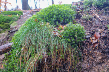 Moos und Gras nach dem Regen an einem Baumstamm