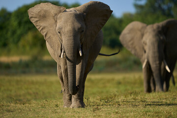 Obraz premium Bull African Elephant (Loxodonta africana) in musth following a group of female elephants and young in South Luangwa National Park, Zambia 