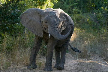 Agitated African Elephant (Loxodonta africana) in South Luangwa National Park, Zambia   
