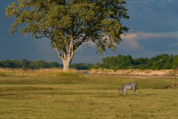 Crawshay's zebra (Equus quagga crawshayi) grazing beneath mature trees in South Luangwa National...