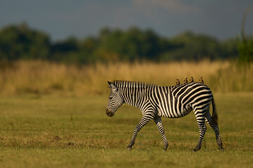 Crawshay's zebra (Equus quagga crawshayi) grazing beneath mature trees in South Luangwa National Park, Zambia