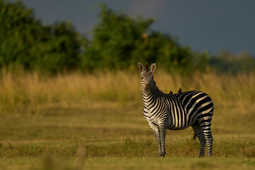 Crawshay's zebra (Equus quagga crawshayi) grazing beneath mature trees in South Luangwa National...