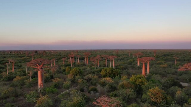 Aerial view of baobab alley at sunset with majestic baobab trees in a lush forest, Menabe, Madagascar.