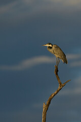 Black-headed heron (Ardea melanocephala) roosting in a dead tree in South Luangwa National Park, Zambia