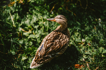Duck