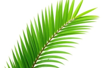 Obraz premium Green coconut palm leaves isolated on white 