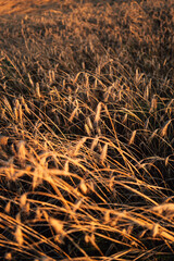 Fields