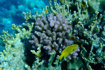 Rasp coral or cauliflower coral, knob-horned coral (Pocillopora verrucosa) undersea, Red Sea, Egypt, Sharm El Sheikh, Montazah Bay