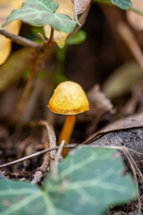 The unique yellow forest mushrooms are often found in the forest during the rainy season.
