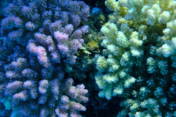 Obraz premium Rasp coral or cauliflower coral, knob-horned coral (Pocillopora verrucosa) undersea, Red Sea, Egypt, Sharm El Sheikh, Montazah Bay