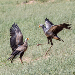 South Africa, Botswana, Kgalagadi Transfrontier Park, Secretary Bird (Sagittarius serpentarius) mating
