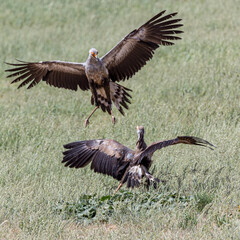 South Africa, Botswana, Kgalagadi Transfrontier Park, Secretary Bird (Sagittarius serpentarius) mating