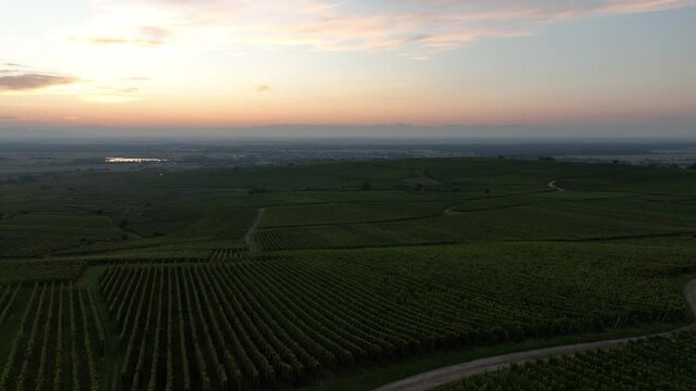 Aerial view of beautiful vineyard fields at sunset with scenic countryside landscape, Husseren les Chateaux, France.