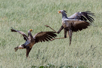 South Africa, Botswana, Kgalagadi Transfrontier Park, Secretary Bird (Sagittarius serpentarius) mating