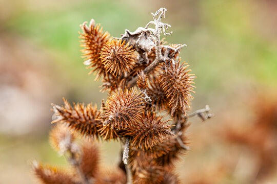xanthium strumarium rough cocklebur is a species of annual plants of the family Asteraceae