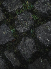 Old stone tiles with grass growing between them