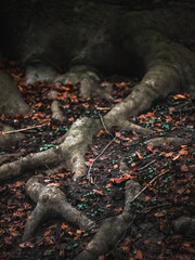 Tree roots intertwined on the forest floor