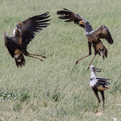 South Africa, Botswana, Kgalagadi Transfrontier Park, Secretary Bird (Sagittarius serpentarius) mating