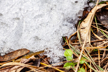 Close-up of different frosted leaves including acorn and stinging nettle on the ground on a sunny day in January in Bonn, Germany