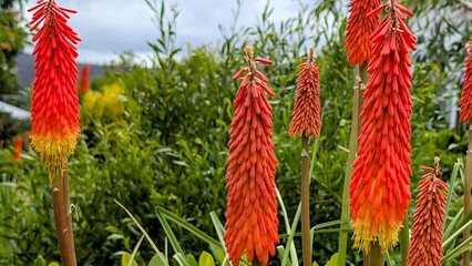 Kniphofia 'Papaya Popsicle' , Flower, Red hot poker plant