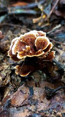 Brown Mushroom with Wavy Edges on the Ground