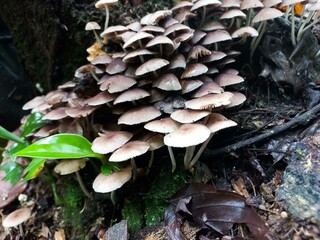 Group of Mushrooms on Moss Covered Log