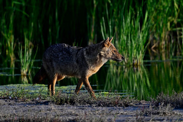 Goldschakal - Donaudelta, Rumänien // Golden jackal - Danube Delta, Romania (Canis aureus moreoticus) 