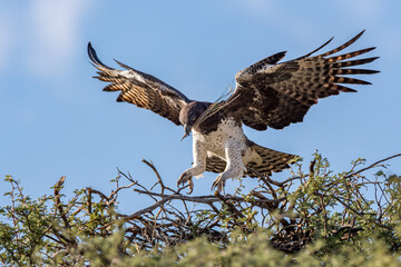 South Africa, Botswana, Kgalagadi Transfrontier Park, Martial Eagle (Polemaetus bellicosus)