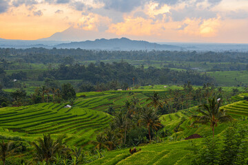 Fototapeta premium Green Rice terraces and Gunung Batur volcano on the background in Bali, Indonesia. Rice cultivation. Amazing green nature landscape. Rice Fields. Agricultural concept. Travel destination