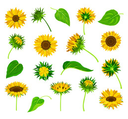 Sunflower Field Crop with Stem and Leaf Vector Set