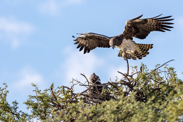 South Africa, Botswana, Kgalagadi Transfrontier Park, Martial Eagle (Polemaetus bellicosus)
