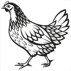  silhouette Chicken image on white background