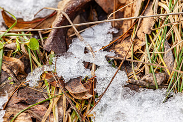 Grass in the winter garden. First snow. A bunch of green grass and bushes covered with snow in sunny day, natural background