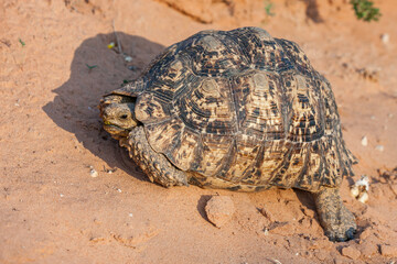 Fototapeta premium South Africa, Botswana, Kgalagadi Transfrontier Park, Leopard tortoise (Stigmochelys pardalis)