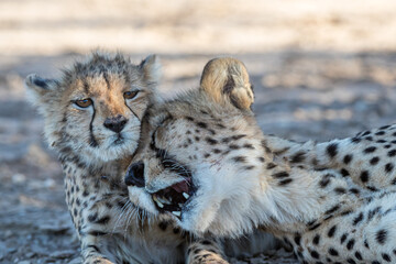 South Africa, Botswana, Kgalagadi Transfrontier Park, Cheetah (Acinonyx jubatus), female and cub © Luigi
