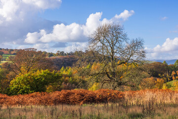 Scenic English Countryside Landscape with Rolling Hills, Autumn Foliage, and a Majestic Bare Tree Under a Blue Sky with Fluffy White Clouds on a Sunny Day 