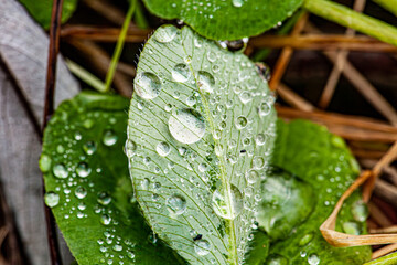 Macro of fresh green grass leaf with shining dew in Spring forest