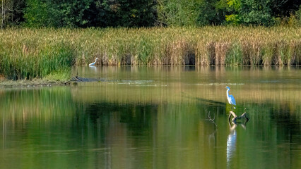 An egret resting and watching over the calm lake.