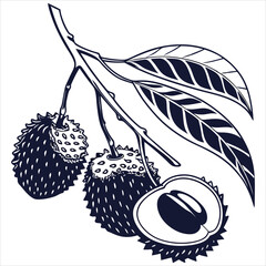 silhouette lychee image on white background