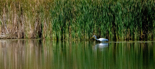 An egret resting and watching over the calm lake.