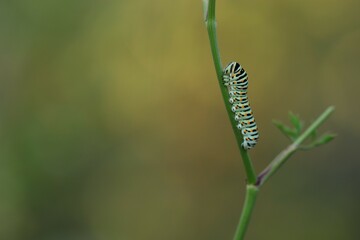 un bruco di farfalla macaone su un fiore in estate al tramonto