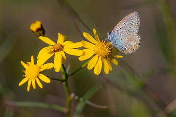 polyommatus icarus common blue butterfly on a senecio inaequidens or narrow-leaved ragwort