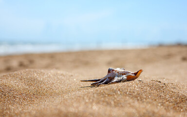 shell on sand. Clean sandy beach with shell. Selective focus.